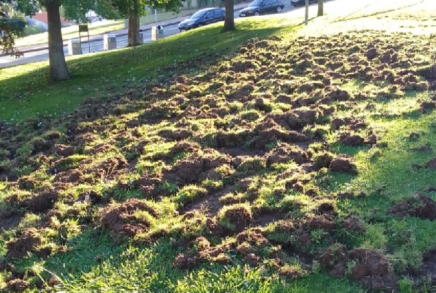 Pegadas dos xabarís en Oleiros